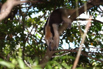 Tamandua (Lesser Anteater)