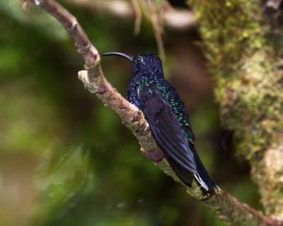 Violet Sabrewing