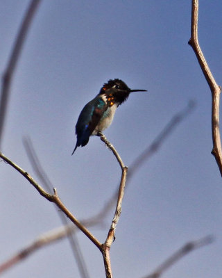 BEE HUMMINGBIRD E - CUHA - 020810.jpg