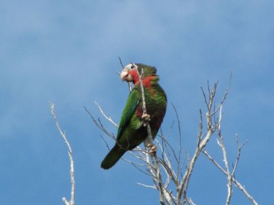 CUBAN PARROT - CUMG - 020710.jpg