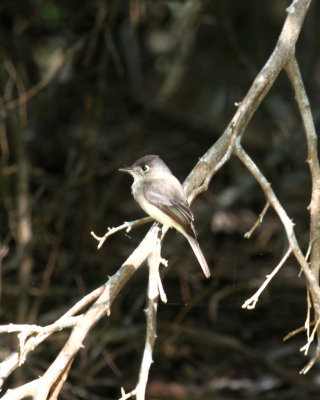 CUBAN PEEWEE - CUHA - 020810.jpg