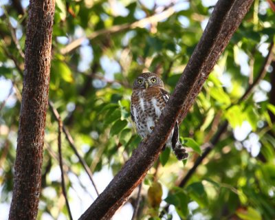 CUBAN PYGMY OWL E 3 - CUHA - 020810.jpg