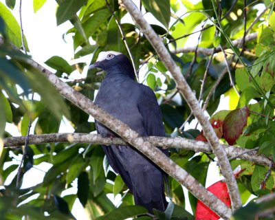 WHITE-CROWNED PIGEON 2 - CUHA - 020910.jpg