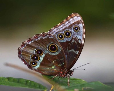 The Ayes Have It. (Morpho)