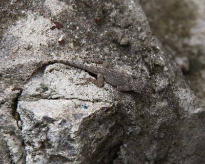 Lizard - nearly invisible