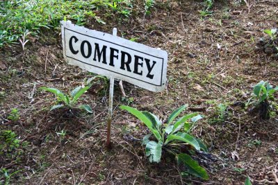 Comfrey - botanical that cures cuts quickly