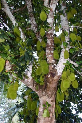 Jackfruit - Largest Edible Fruit