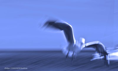 birds_of_the_world