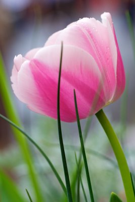 flowers_japan