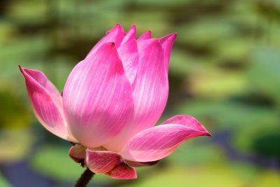 flowers_japan