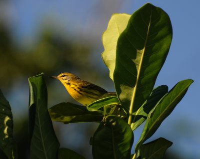 Prairie Warbler (Setophaga discolor)