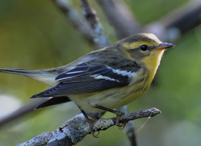 Blackburnian Warbler (Setophaga fusca)