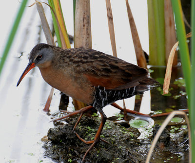 Virginia Rail (Rallus limicola)