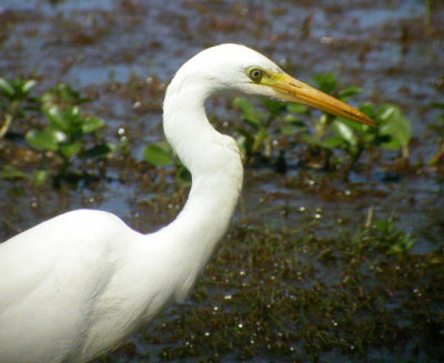 Intermediate Egret (Mesophoyx intermedia)