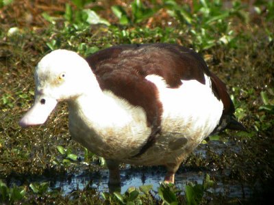 Rajah Shelduck (Tadorna radjah)