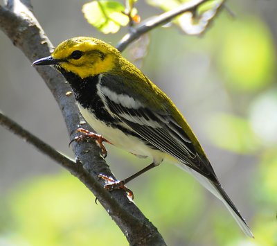 Black-throated Green Warbler (Setophaga virens)