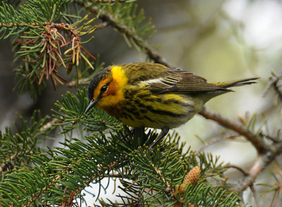 Cape May Warbler (Setophaga tigrina)