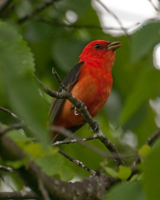 Scarlet Tanager (Piranga olivacea) 