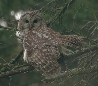 Barred Owl (Strix varia)