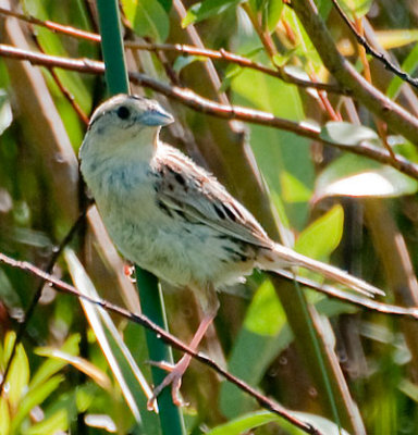 Le Conte's Sparrow (Ammodramus leconteii)