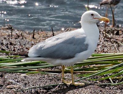 California Gull (Larus californicus)