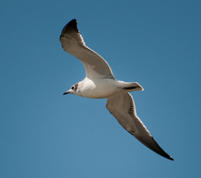 Franklin's Gull (Leucophaeus pipixcan)