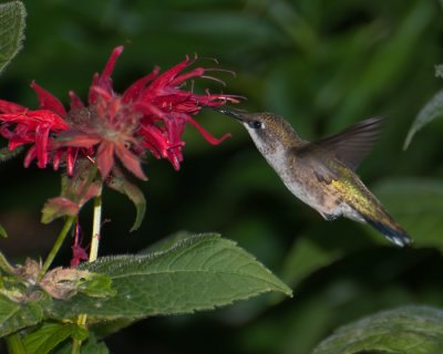 Ruby-throated Hummingbird (Archilochus colubris)