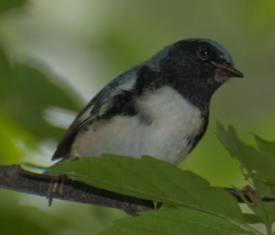 Black-throated Blue Warbler (Setophaga caerulescens)