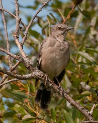 Northern Mockingbird  (Mimus polyglottos)