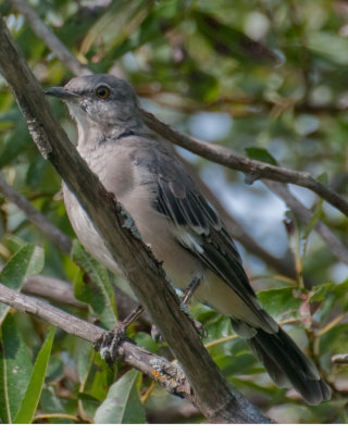 Northern Mockingbird  (Mimus polyglottos)