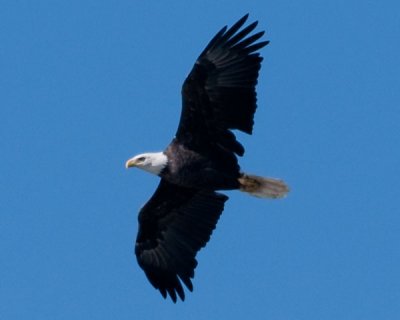 Bald Eagle (Haliaeetus leucocephalus)