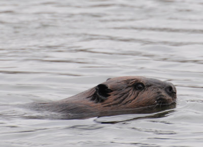 Beaver (Castor canadensis)