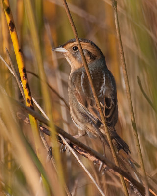 Nelson's Sparrow (Ammodramus nelsoni)