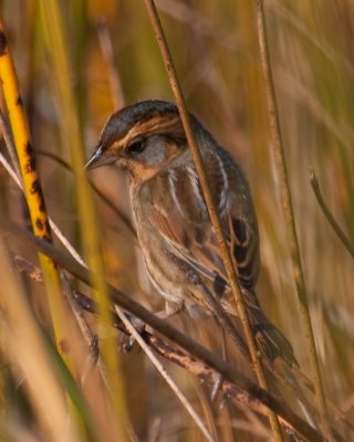 Nelson's Sparrow (Ammodramus nelsoni)