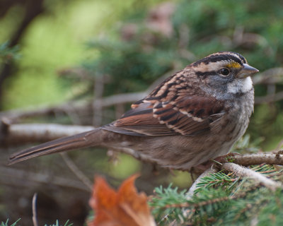 White-throated Sparrow (Zonotrichia albicollis)