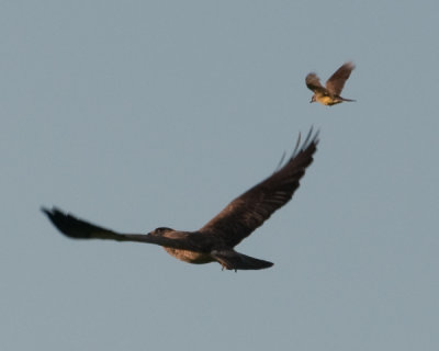 Swainson's Hawk (Buteo swainsoni) and Western Kingbird (Tyrannus verticalis)