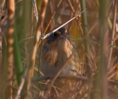 Nelson's Sparrow (Ammodramus nelsoni)