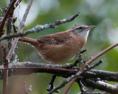 Carolina Wren (Thryothorus ludovicianus)