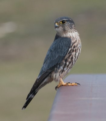 Merlin  (Falco columbarius)  (male)   