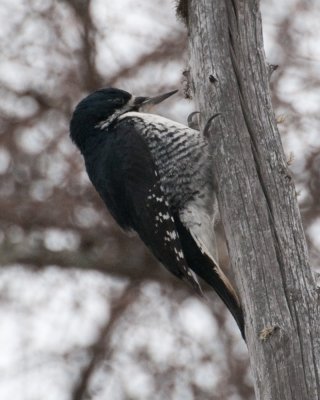 Black-backed Woodpecker (Picoides arcticus)