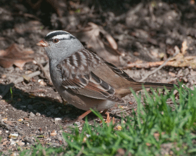 White-crowned Sparrow (Zonotrichia leucophrys)