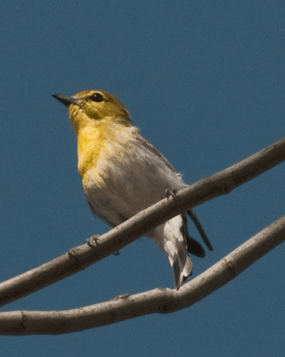 Yellow-throated Vireo  (Vireo flavifrons)