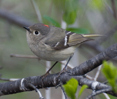 Ruby-crowned Kinglet