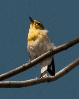 Yellow-throated Vireo  (Vireo flavifrons)