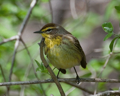 Palm Warbler (Setophaga hypochrysea)