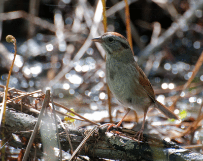 Swamp Sparrow (Melospiza georgiana)