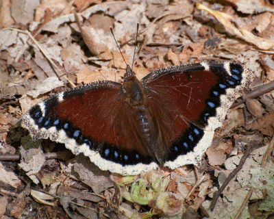 Mourning Cloak (Nymphalis antiopa)