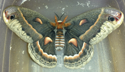 Cecropia Moth  (Hyalophora cecropia)