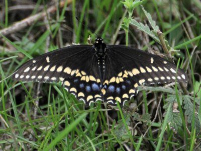 Black Swallowtail (Papilio polyxenes) male 