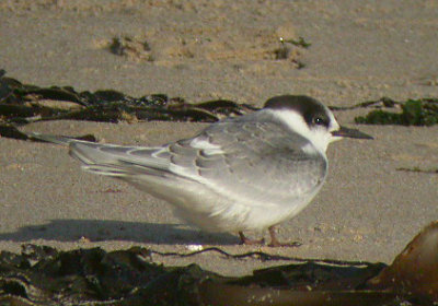 Arctic Tern (Sterna paradisaea)